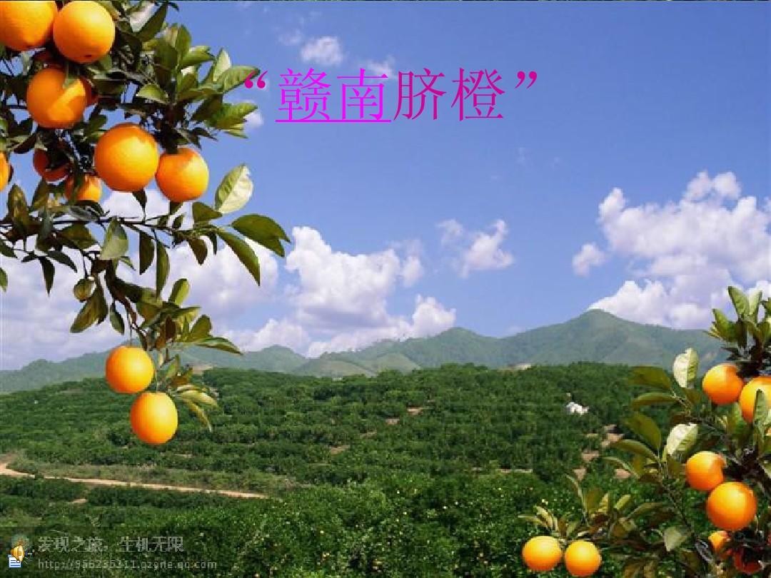 脐橙做测试报告费用多少？ 
